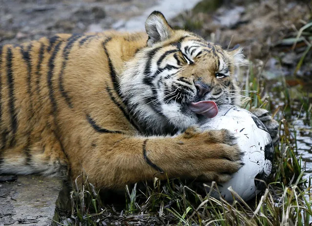 A Sumatran tiger plays with a football filled with food during the annual stock take at London Zoo, Monday, January 5, 2015. (Photo by Kirsty Wigglesworth/AP Photo)