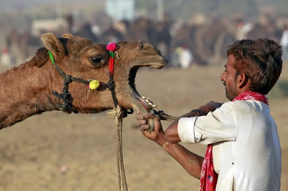 The Day in Photos – November 23, 2015