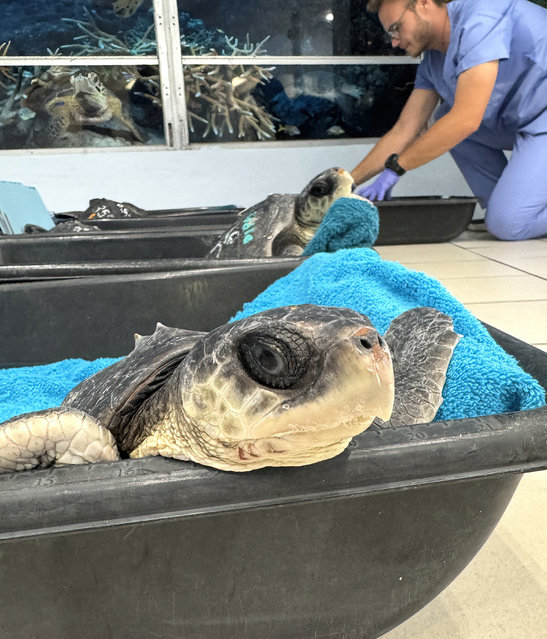 This December 9, 2025, photo shows a staff member at the Florida Keys-based Turtle Hospital tending to some of the 25 cold-stunned Kemp's ridley sea turtles, after they were flown from the New England Aquarium in Boston to the hospital in Marathon, Florida, to warm up and be rehabilitated for eventual release. The critically endangered turtles were found stranded recently on the coast of Cape Cod, Mass., as a result of the condition. "Cold stunning" is a hypothermic reaction that occurs when sea turtles are exposed to cold water for a prolonged time. It typically causes them to stop eating and swimming. (Photo by Andy Newman / The Turtle Hospital/AFP via Getty Images)