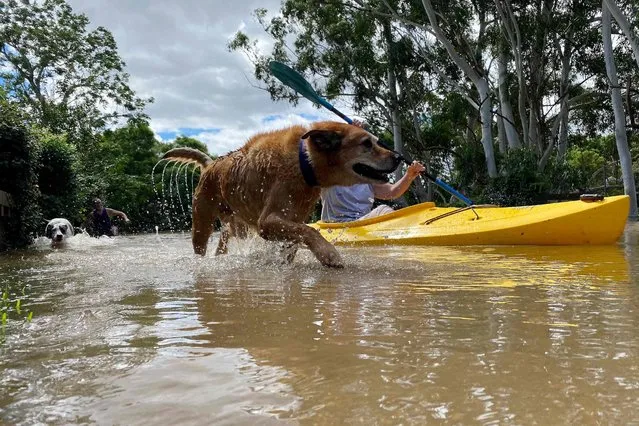 A woman kayaks with her dog to move around her flooded neighbourhood in the Windsor suburb of Sydney on March 9, 2022. (Photo by Muhammad Farooq/AFP Photo)