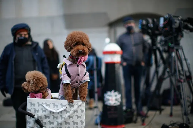 Two miniature toy poodles take a ride in a dog carrier past the Old Bailey, London on Friday January 22, 2021, during England's third national lockdown to curb the spread of coronavirus. (Photo by Aaron Chown/PA Images via Getty Images)