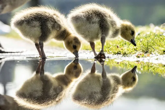 Two Canada goose chicks on the banks of the Main River in Frankfurt, Germany on April 25, 2023. (Photo by Frank Rumpenhorst/dpa via AP Photo)