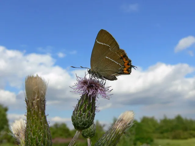 A white-letter hairstreak butterfly – experts have said that the butterfly, whose numbers have seen dramatic declines in recent years, is breeding in Scotland for the first time in 130 years. (Photo by Tim Melling/Butterfly Conservati/PA Wire)