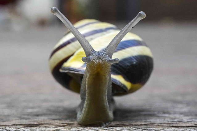 A snail looks up as it carries its house on the back at a terrace in Gelsenkirchen, Germany, Thursday October 3, 2024. (Photo by Martin Meissner/AP Photo)