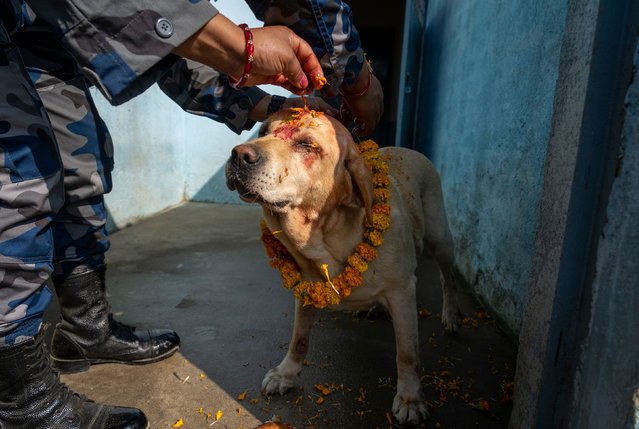 A member of Nepal's Armed Police Force worships a dog at their kennel division during the Kukur Tihar festival in Kathmandu on Thursday, October 31, 2024. Every year, dogs are worshipped during the festival to acknowledge their role in providing security. (Photo by Niranjan Shrestha/AP Photo)