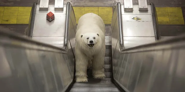 An animatronic polar bear visits the London Underground on January 23, 2015, to mark the launch of Fortitude, Sky Atlantic&Otilde's new drama starring Stanley Tucci, Michael Gambon and Christopher Ecclestone, which premieres on Thursday 29th January at 9pm.  (Photo by David Parry/PA Wire)