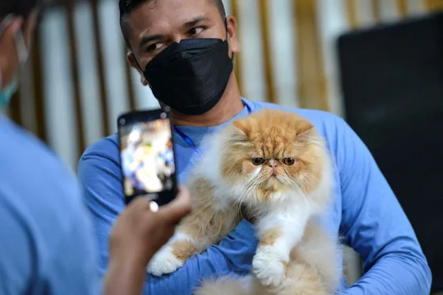 A participant holds his cat during during a cat show in Banda Aceh on February 28, 2021. (Photo by Chaideer Mahyuddin/AFP Photo)