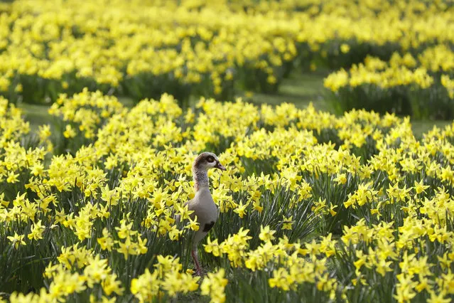 An Egyptian Goose looks out from a sea of daffodils growing in St James's Park in London, Wednesday, February 24, 2021. Forecasters are predicting the first signs of spring will be felt across much of the UK in the coming days. (Photo by Kirsty Wigglesworth/AP Photo)