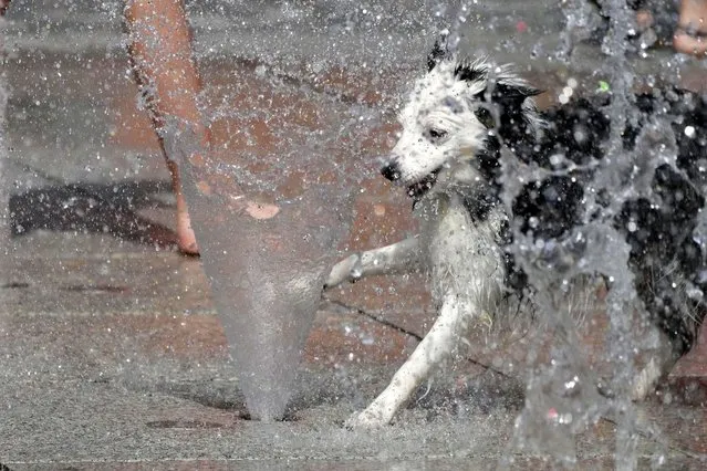 A dog plays with water in a fountain during a hot day downtown Warsaw, Poland, Sunday, July 9, 2023. (Photo by Czarek Sokolowski/AP Photo)