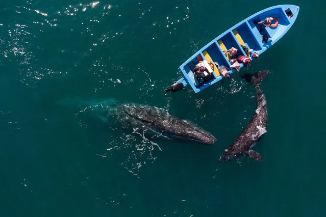 Aerial view of gray whales swimming near whale watching boats at Ojo de Liebre Lagoon in Guerrero Negro, Baja California Sur state, Mexico on March 27, 2021. A reduction of contagions from COVID-19 has boosted whale watching tourism in Mexico. Each year hundreds of North Gray Whales travel thousands of miles from Alaska to the Baja California Peninsula breeding lagoons, part of El Vizcaino Gray Whale Sanctuary, a biosphere reserve and UNESCO World Heritage. (Photo by Guillermo Arias/AFP Photo)