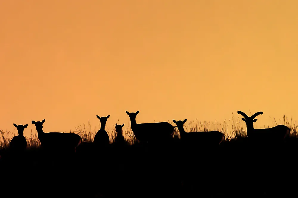 Some Photos: Silhouettes