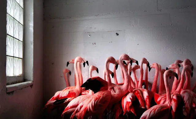 In this Tuesday, February 17, 2015, photo, flamingoes at the Memphis Zoo huddle together for warmth in Memphis, Tenn. Low temperatures gripped the South on Wednesday, refreezing the snow and ice and making roads hazardous. (Photo by Jim Weber/AP Photo/The Commercial Appeal)