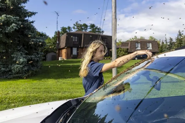 Beekeeper Terri Faloney uses her hand to remove bees from a car after a truck carrying bee hives swerved on Guelph Line road causing the hives to fall and release bees in Burlington, Ontario, on Wednesday, August 30, 2023. (Photo by Carlos Osorio/The Canadian Press via AP Photo)