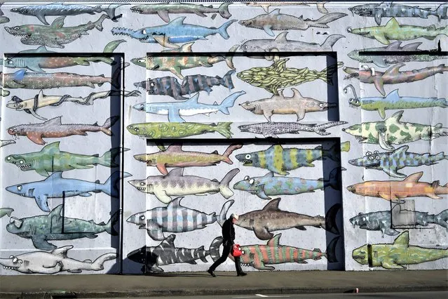 A man walks past a mural depicting sharks in Wellington, New Zealand, Wednesday, August 9, 2023. The mural was created by street artists BMD in 2013 during a campaign to protect sharks world wide. (Photo by Alessandra Tarantino/AP Photo)
