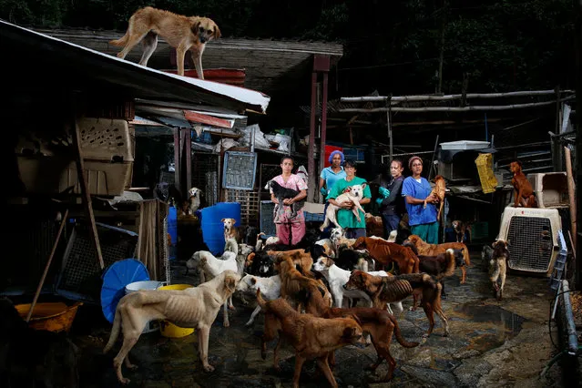 (L-R) Maria Silva, Milena Cortes, Maria Arteaga, Jackeline Bastidas and Gissy Abello pose for a picture at the Famproa dogs shelter where they work, in Los Teques, Venezuela, August 25, 2016. Venezuelans struggling to feed their families let alone pets amid an unprecedented economic crisis are increasingly dumping scrawny animals in streets, parks and makeshift shelters. (Photo by Carlos Garcia Rawlins/Reuters)