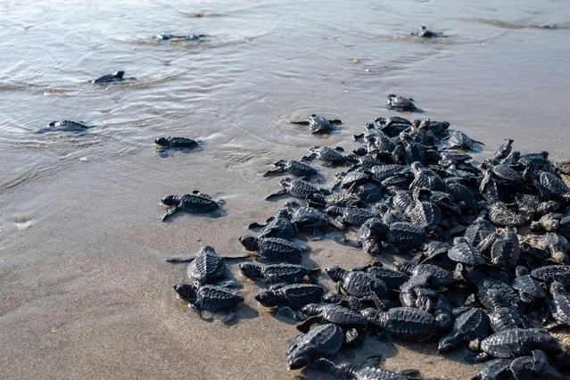Newly hatched sea turtles make their way into the sea after leaving a conservation center in Kuta, Bali, Indonesia, 29 August 2023. Conservationists released 320 newly hatched baby turtles on 29 August 2023. The sea turtle conservation efforts in Kuta have been conducted since 2002 to protect sea turtles. (Photo by Made Nagi/EPA/EFE)