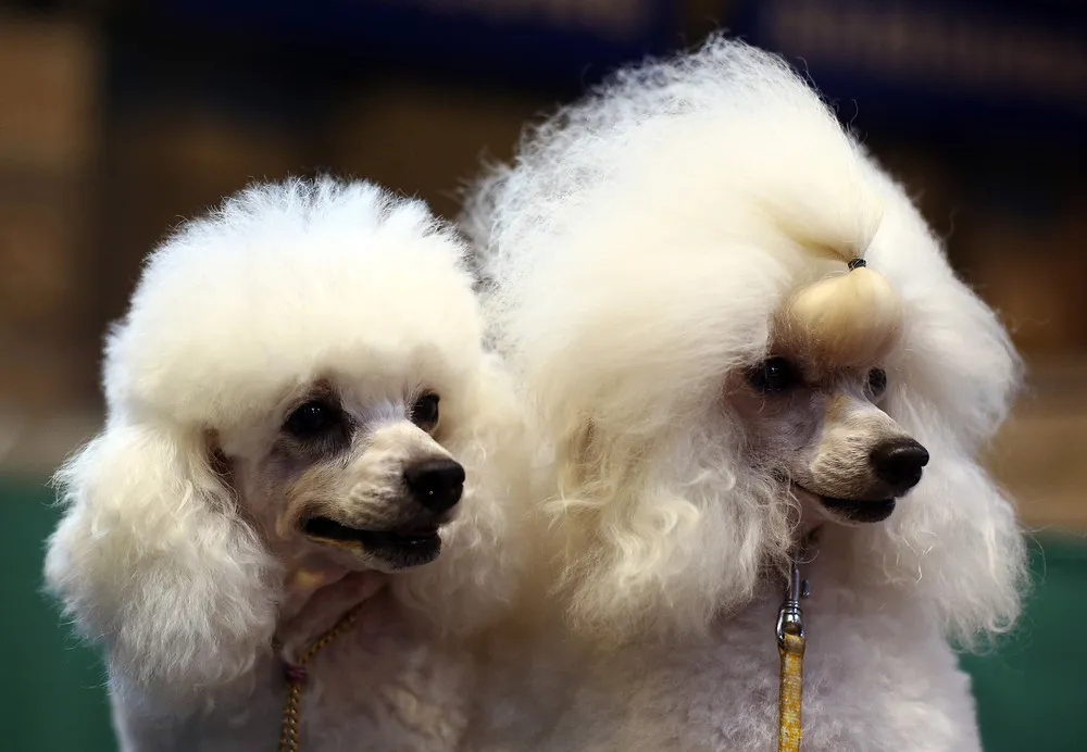 Crufts Dog Show in Birmingham, England