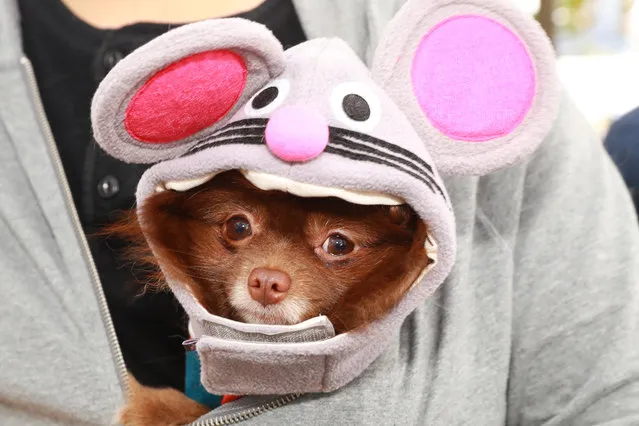 A dog in costume is seen during the 28th Annual Tompkins Square Halloween Dog Parade at East River Park Amphitheater in New York on October 28, 2018. (Photo by Gordon Donovan/Yahoo News)