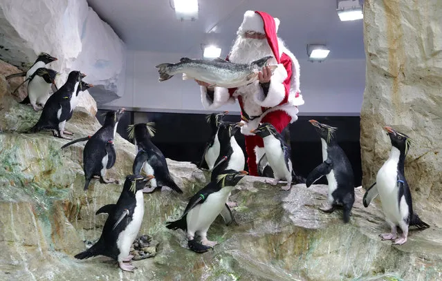 A man dressed as a Santa Claus holds a fish as he poses with penguins at Marineland animal park in Antibes, France, December 21, 2016. (Photo by Eric Gaillard/Reuters)