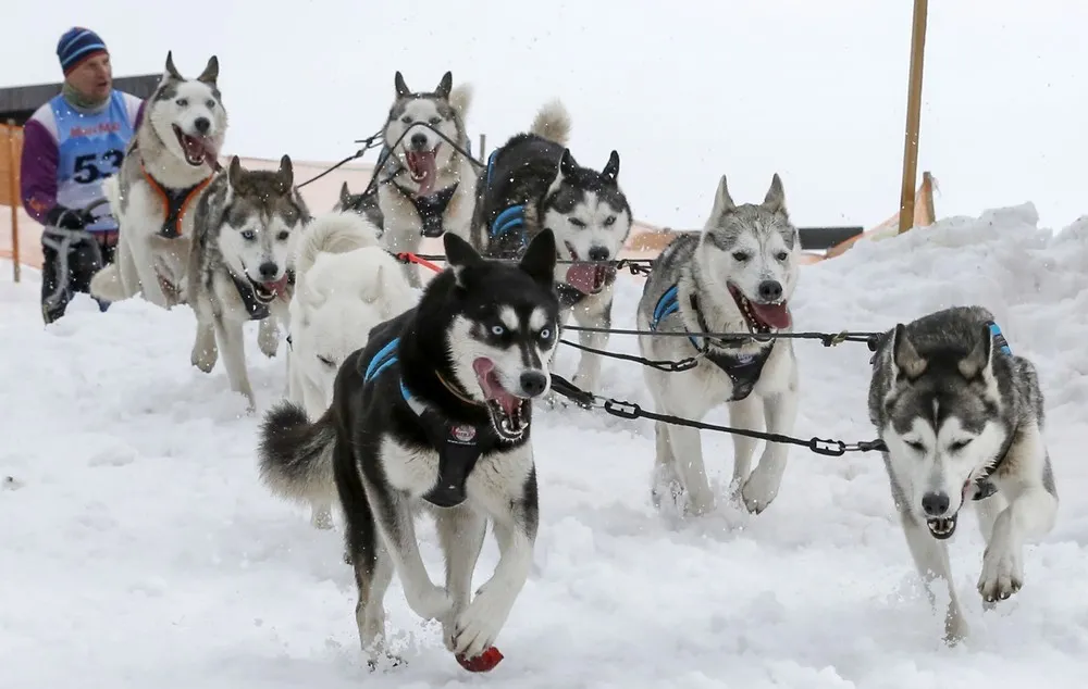 Dog Sled Race this Week