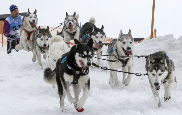 In this photo taken on Wednesday, January 27, 2016, a musher competes with his dogs during the Sedivackuv Long dog sled race near the village of Destne v Orlickych horach, Czech Republic. The 240 Km (150 miles) race is a multi-day event, but was canceled today, two days early, because of poor snow conditions in the region. (Photo by Petr Josek/AP Photo)