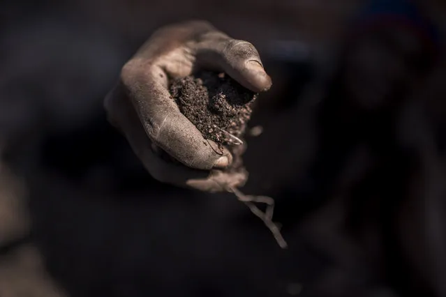 A fistful of cobalt is held up at Musompo, a mineral market outside Kolwezi on June 7, 2016. Cobalt is used in batteries for electronic cars and mobile phones and the DRC has roughly 65 percent of the world's supply. A Post investigation found evidence of child labor and unsafe working conditions in the cobalt mining process. (Photo by Michael Robinson Chavez/The Washington Post)