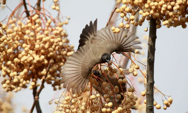 A white-spectacled bulbul flies over a tree near the west bank city of Nablus City, West Bank on December 28, 2016. These species live around fruit plantations, gardens, and cities. (Photo by Alaa Badarneh/EPA)