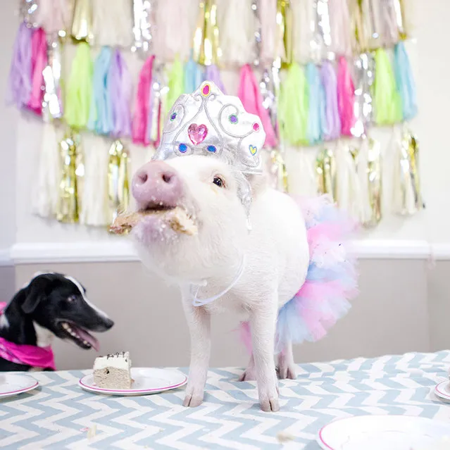 Hamlet the micro pig may already be a hit on Instagram, but its not stopped her from hogging the limelight on her birthday. Known for her adorable costume play, the miniature pig, from Pasadena, California, celebrated her first birthday in style, inviting all her furry Instagram friends to join her party. Pictured wearing a bright pink tutu and a tiara fit for a princess, Hamlet, who is named after Lady Hamlet from the Shakespeare play, shows that shes no boar when it comes to partying. Here: Hamlet enjoying his birthday party. (Photo by Caters News)