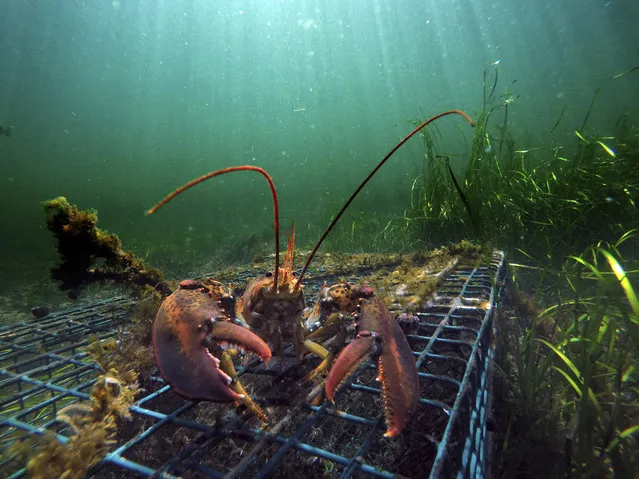 In this September 5, 2018, file photo a lobster walks over the top of a lobster trap off the coast of Biddeford, Maine. Heavy demand from Canada is buoying the American lobster industry as both countries head into the busy holiday export season. It's a positive sign for the U.S. seafood dealers and fishermen even as the industry struggles with Chinese tariffs. (Photo by Robert F. Bukaty/AP Photo)