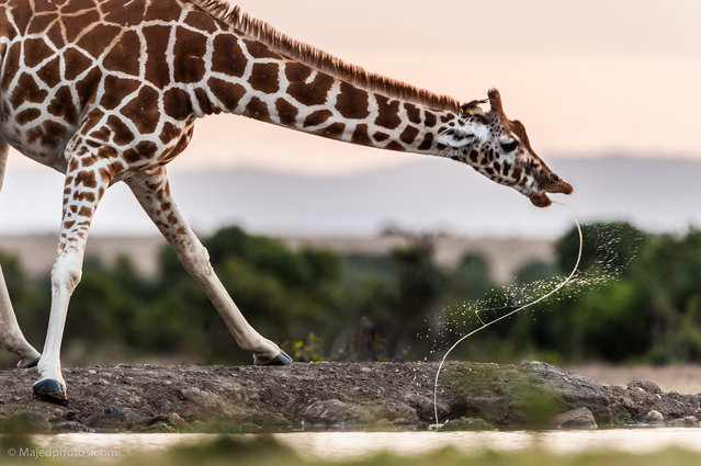 “Mara”. We just want to move to search to the Leopard at that morning but we found a group of giraffes come toward a small lake and start drinking it was a nice moment when the Giraffe finish from drinking and leave a letters “S” with motion in the air. Photo location: Kenya. (Photo and caption by Majed Al Zaabi/National Geographic Photo Contest)