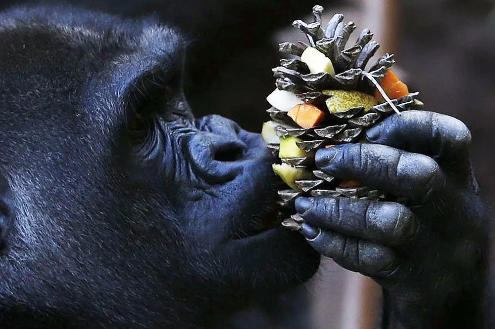 The Week in Pictures: Animals, November 29 – December 6, 2013