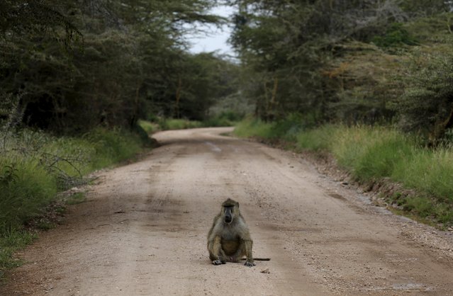 An Olive baboon sits on a road in Amboseli National park, Kenya, February 11, 2016. (Photo by Goran Tomasevic/Reuters)