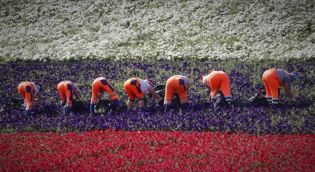 Gardeners work to arrange flowers on a flower bed in Russian flag colors at the Poklonnaya hill in Moscow, Russia 27 July 2021. (Photo by Maxim Shipenkov/EPA/EFE)