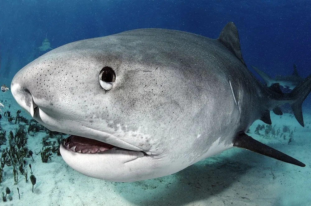 Dive with Tiger Sharks