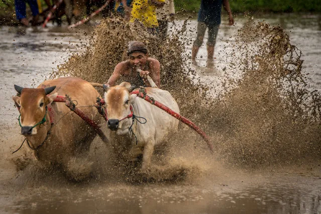 Jockey puts tail of cow in his mouth during race, on March 12, 2016 in Padang, West Sumatra, Indonesia. (Photo by Teh Han Lin/Barcroft Images)