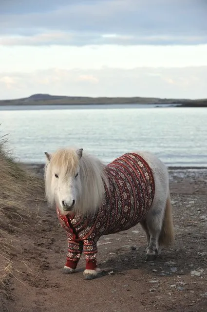 Shetland Ponies In Sweaters