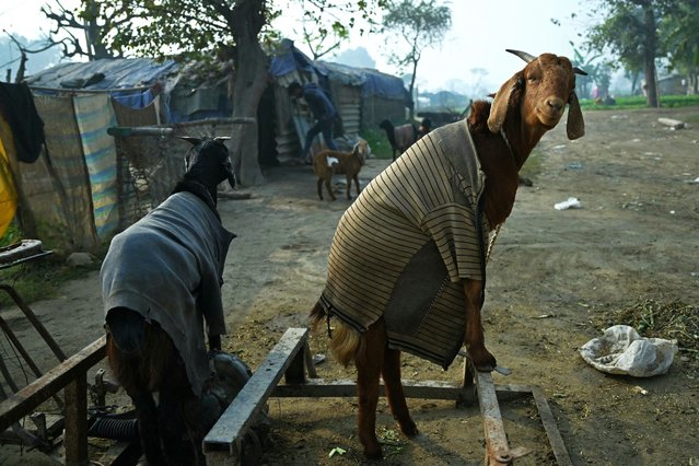 Goats covered with cloth are tied next to a hut on a cold winter morning in New Delhi on December 26, 2023. (Photo by Arun Sankar/AFP Photo)