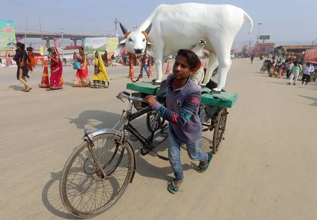 A man transports a replica of cow on the banks of the river Ganges during the ongoing “Kumbh Mela” or the Pitcher Festival, in Prayagraj, India, February 13, 2019. (Photo by Jitendra Prakash/Reuters)