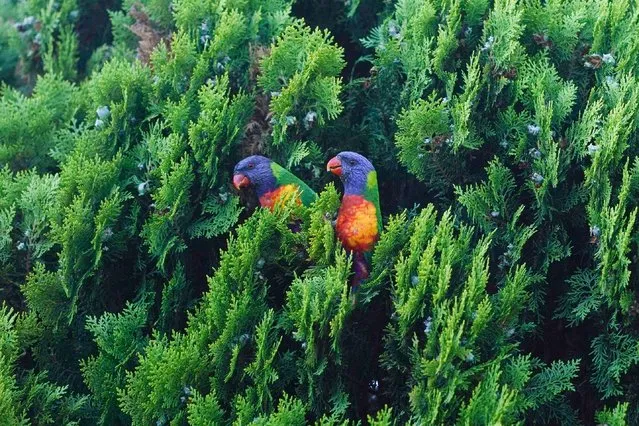 Native Australian Rainbow Lorikeets Trichoglossus Moluccanus perched in in a tree in Adelaide, SA Australia on February 1, 2023. (Photo by Aamer Ghazzal/Alamy Live News)
