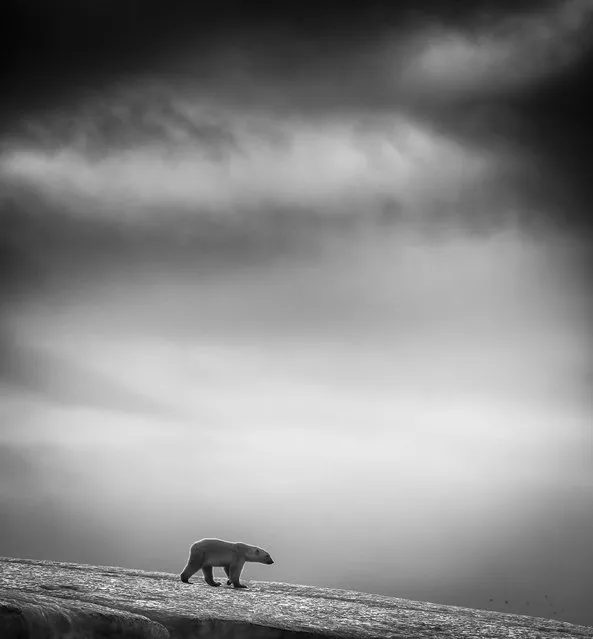 “Bears and Birds...” This is a series of images in black & white taken in the wild at Svalbard. (Photo by Wilfred Berthelsen/2014 Sony World Photography Awards)