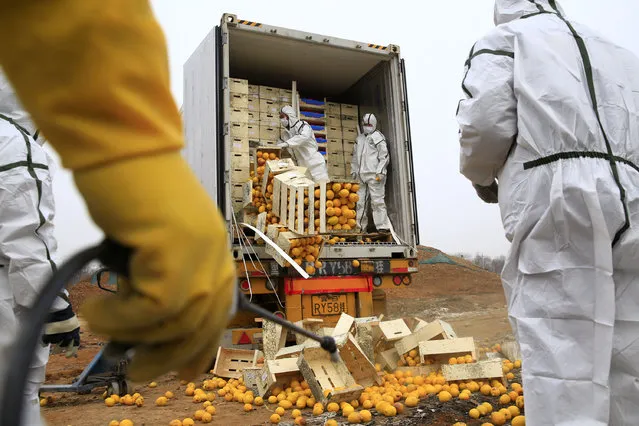 Unqualified fruits imported from Spain are being destroyed in Tianjin, China, March 15, 2016. (Photo by Reuters/Stringer)