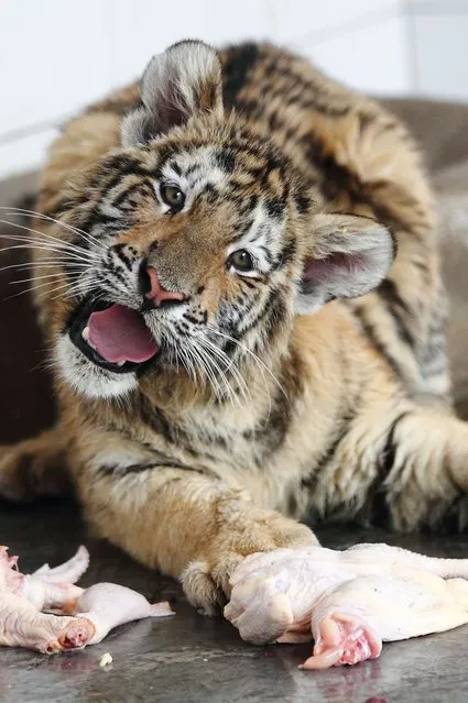 This picture taken on May 13, 2014 shows a Siberian tiger cub eating chicken in its enclosure in Hangzhou zoo in Hangzhou, east China's Zhejiang province. Latest figures show there are less than 530 wild Siberian tigers left in the world, with no more than 20 living in China, state media reported. (Photo by AFP Photo)