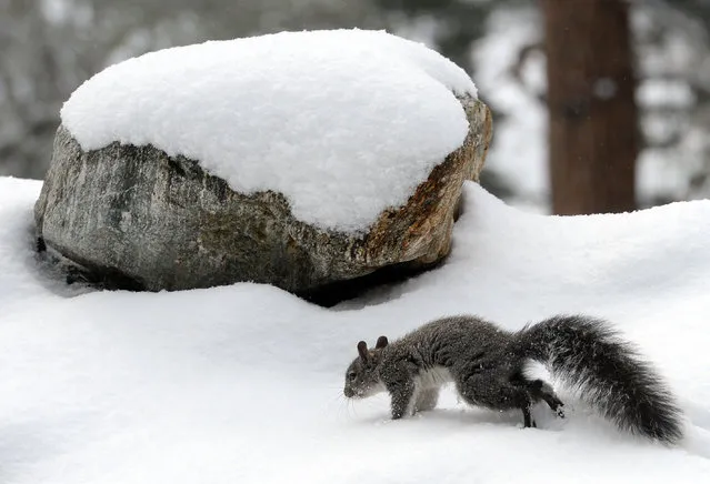A squirrel runs through freshly fallen snow along Mt. Baldy Rd., in the Southern California mountains, Friday,  May 8, 2015 in Mt. Baldy, Calif. Approximately 2-3 inches fell overnight near the Mt. Baldy ski lifts. (Photo by Will Lester/AP Photo/The Inland Valley Daily Bulletin)