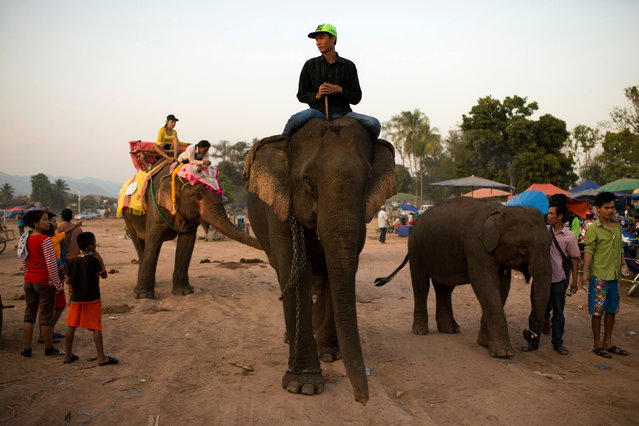 A mahout rides an elephant before taking part in an elephant festival, which organisers say aims to raise awareness about elephants, in Sayaboury province, Laos February 16, 2017. (Photo by Phoonsab Thevongsa/Reuters)