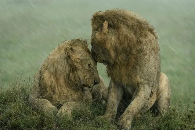 Shelter from the rain by Ashleigh McCord, US. During a visit to the Maasai Mara, Kenya, Ashleigh captured this tender moment between a pair of male lions. At first, she had been taking pictures of just one of the lions. The second lion had briefly approached and greeted his companion before choosing to walk away, but as the rain turned heavy, he returned and sat, positioning his body as if to shelter the other. Shortly after they rubbed faces and continued to sit nuzzling. Ashleigh stayed watching them until the rain was falling so hard that they were barely visible. (Photo by Ashleigh McCord/Wildlife Photographer of the Year 2021)