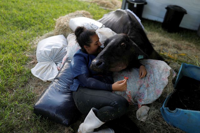 Volunteer Juliana Fraga lies down with a female malnourished buffalo in treatment at a farm where Environmental Police found hundreds of mistreated buffaloes in Brotas, Sao Paulo state, Brazil on December 1, 2021. (Photo by Amanda Perobelli/Reuters)