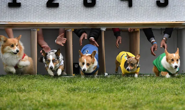 Corgi dogs race during the heats of the Southern California “Corgi Nationals” championship at the Santa Anita Horse Racetrack in Arcadia, California on May 26 2019. The event saw hundreds of Corgi dogs compete for the coveted fastest corgi title at the 17 race event. (Photo by Mark Ralston/AFP Photo)