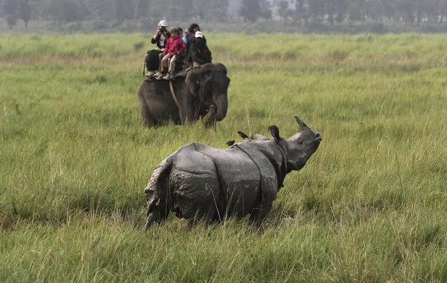 In this November 1, 2013 file photo, tourists on an elephant watch a one-horned rhinoceros inside the Kaziranga national park, about 250 kilometers (155 miles) east of Gauhati, India. With the Duke and Duchess of Cambridge set to visit the world's largest one-horn rhino park in remote northeastern India, conservationists hope the British royals can help raise global alarms about how black-market demand for rhino horns and other animal parts is fueling illegal poaching and pushing species to the brink. (Photo by Anupam Nath/AP Photo)