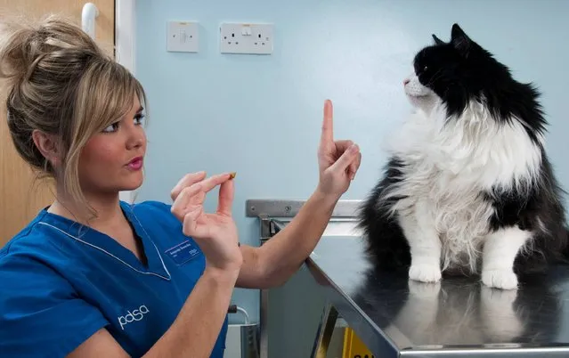 A handout photo issued by People's Dispensary for Sick Animals charity of PDSA Veterinary Nurse Amanda Shearsby with overweight cat Lucky as the charity is announcing its annual PDSA Pet Fit Club, which has been running for the last eight years, on March 27, 2014. (Photo by Nick McGowan-Lowe/PDSA/PA Wire)