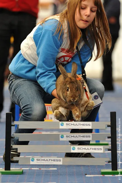 A rabbit jumps over a hurdle at an obstacle course during the first European rabbit hopping championships